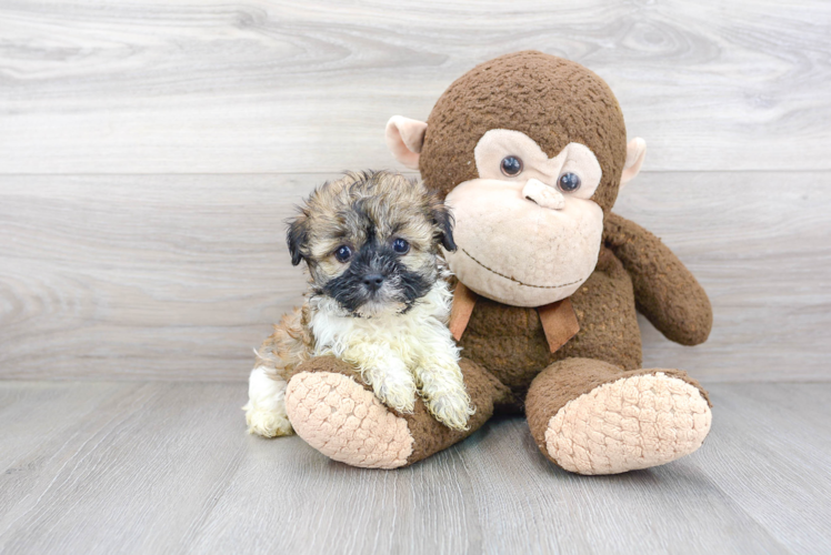 Adorable Havanese Purebred Puppy