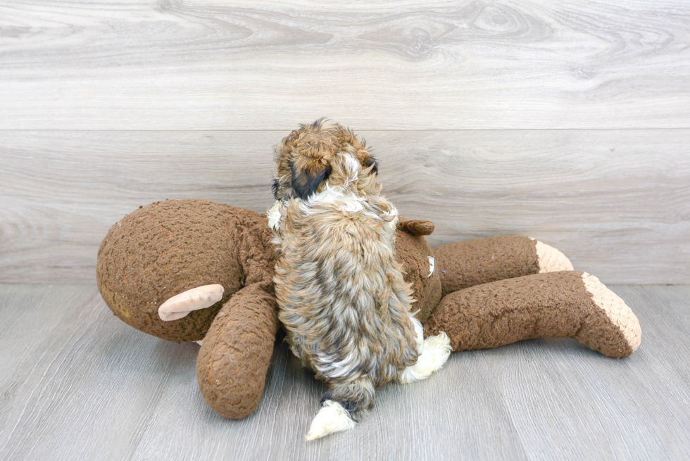 Hypoallergenic Havanese Baby