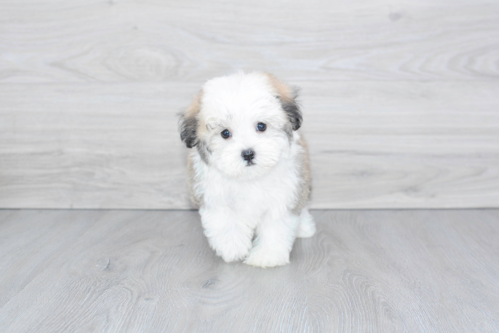 Playful Havanese Purebred Pup