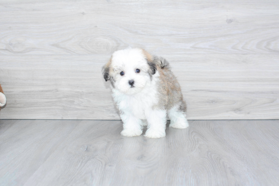 Playful Havanese Baby