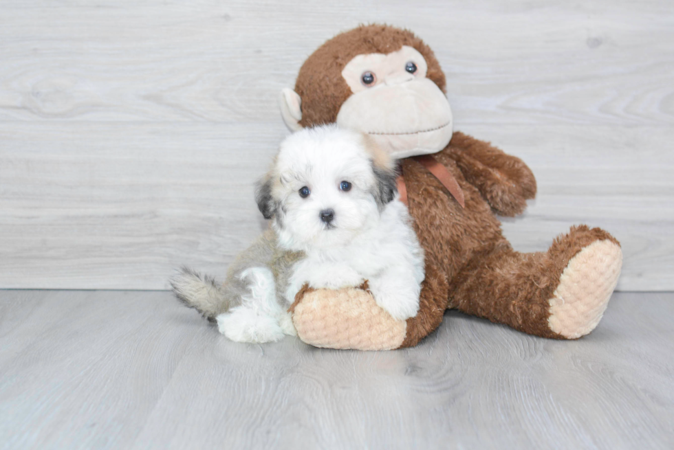 Havanese Pup Being Cute