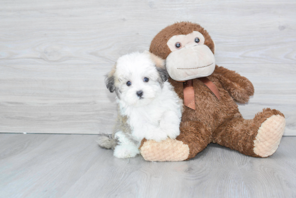 Havanese Puppy for Adoption