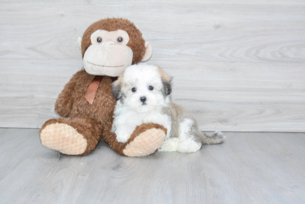 Akc Registered Havanese Baby