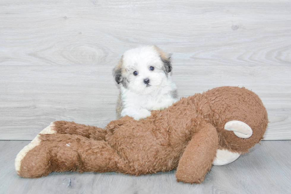 Friendly Havanese Purebred Pup