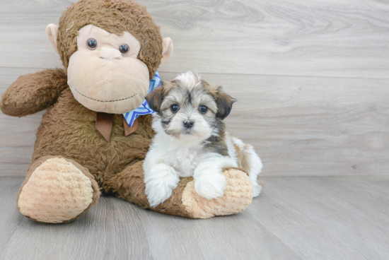 Havanese Pup Being Cute