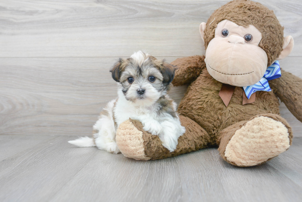 Havanese Pup Being Cute