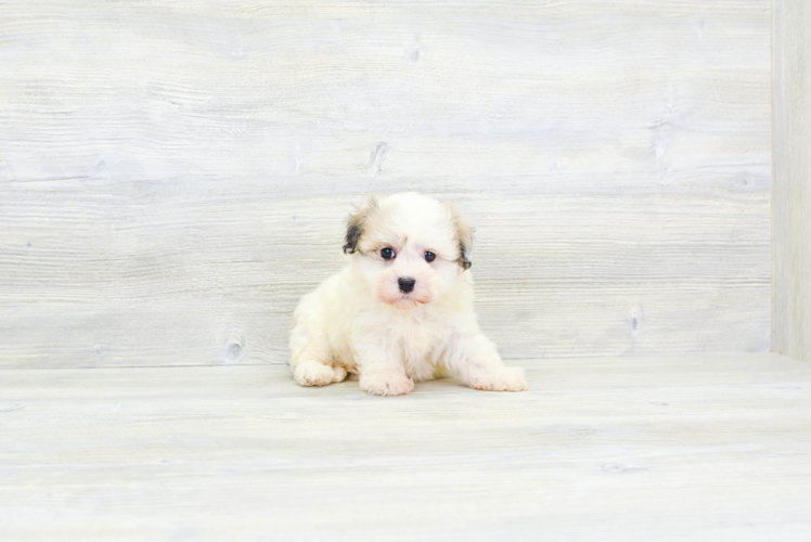 Small Havanese Purebred Pup