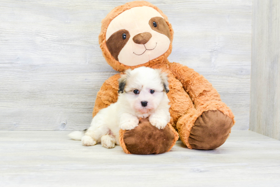 Havanese Puppy for Adoption