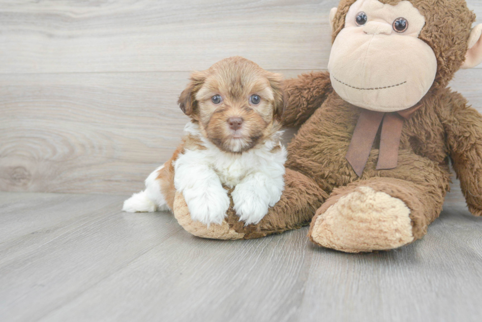 Best Havanese Baby