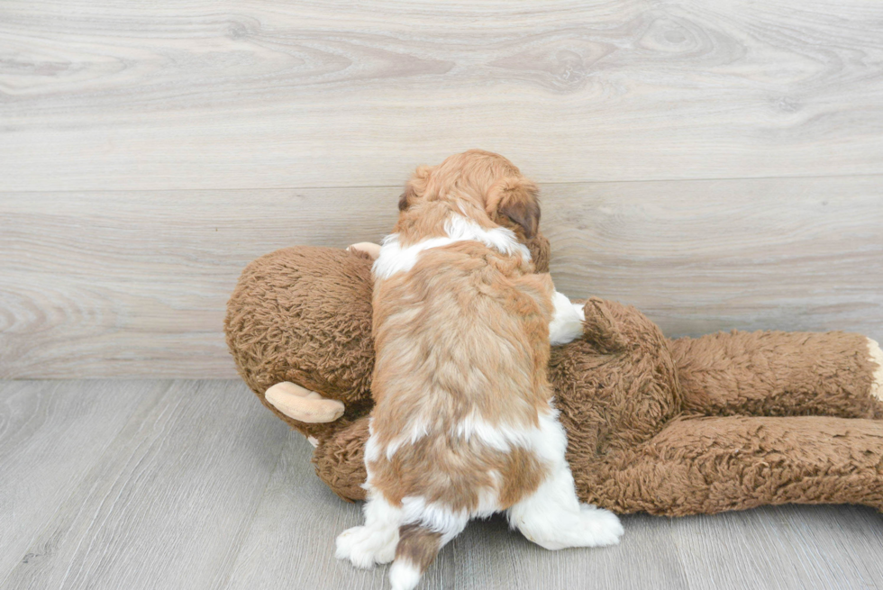 Havanese Puppy for Adoption