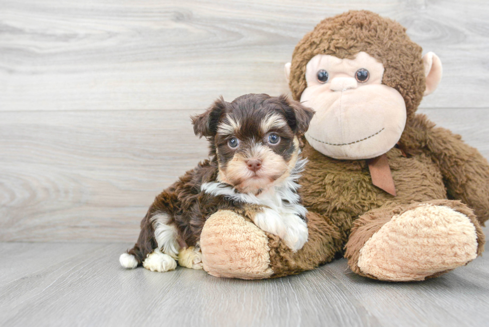 Petite Havanese Purebred Puppy