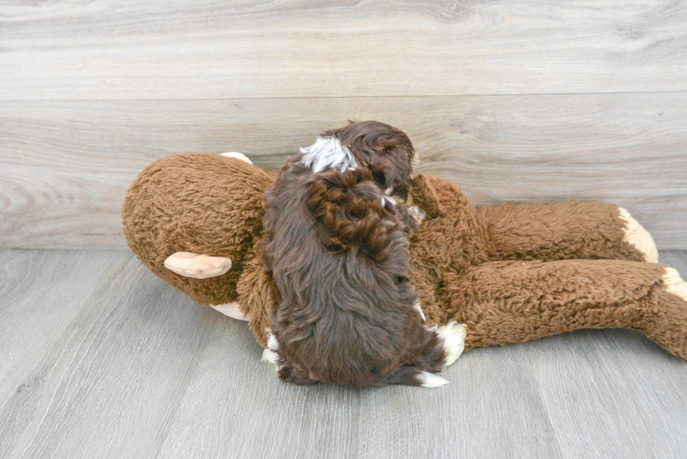 Havanese Pup Being Cute