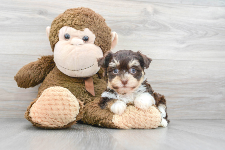 Best Havanese Baby