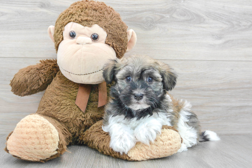 Havanese Puppy for Adoption