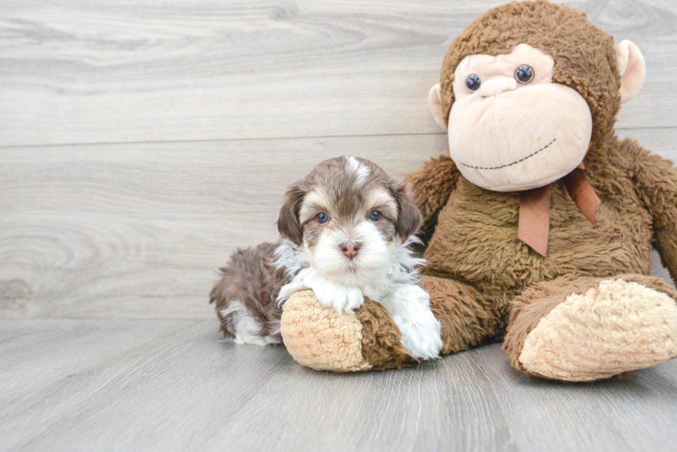 Havanese Puppy for Adoption