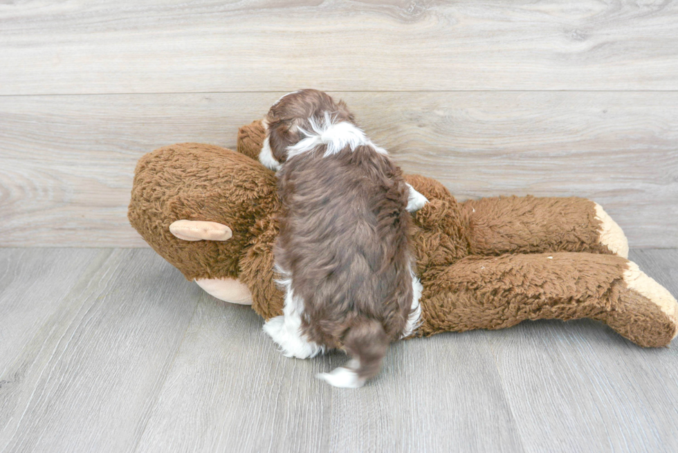Cute Havanese Purebred Puppy
