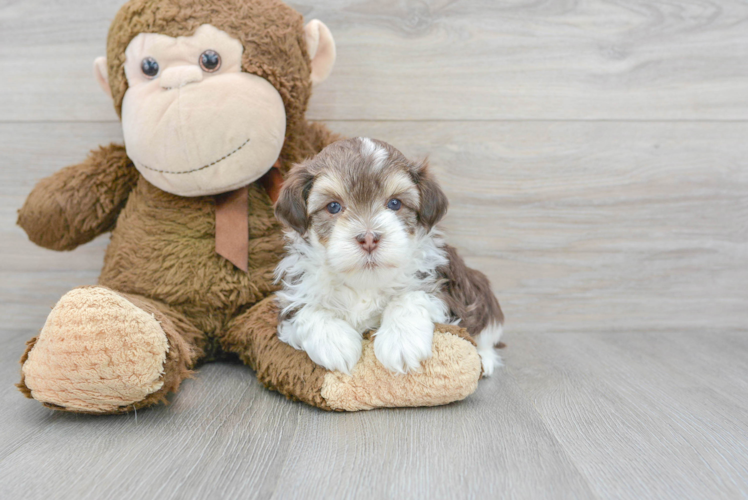Havanese Puppy for Adoption