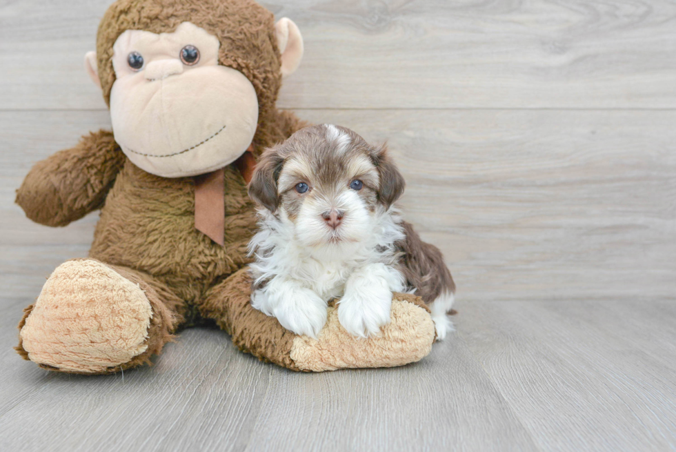 Havanese Puppy for Adoption