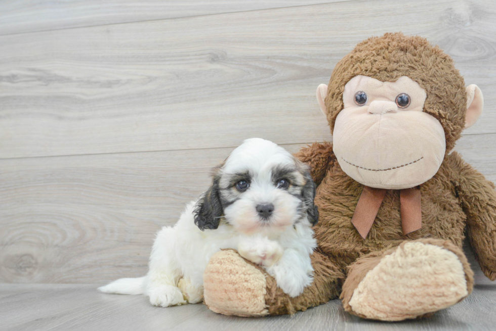 Havanese Puppy for Adoption