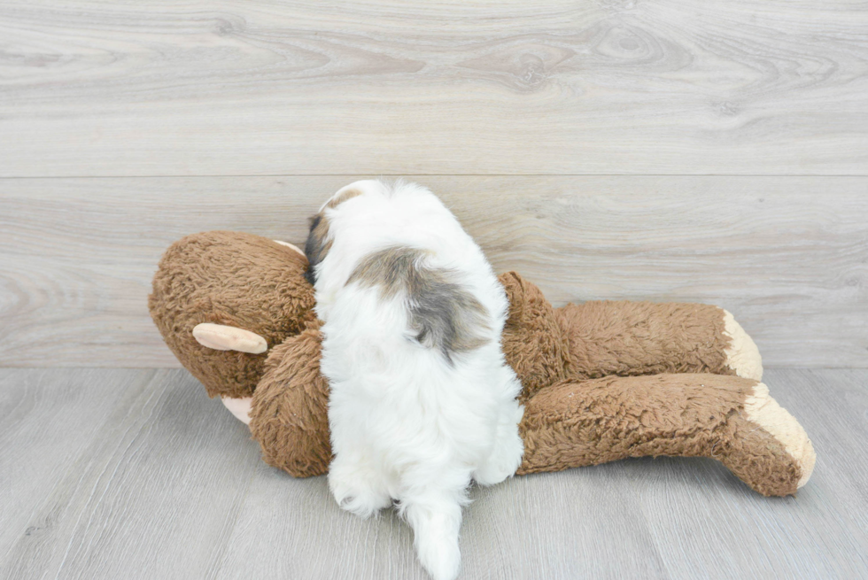 Friendly Havanese Purebred Pup