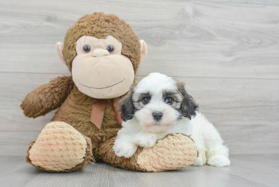 Havanese Pup Being Cute