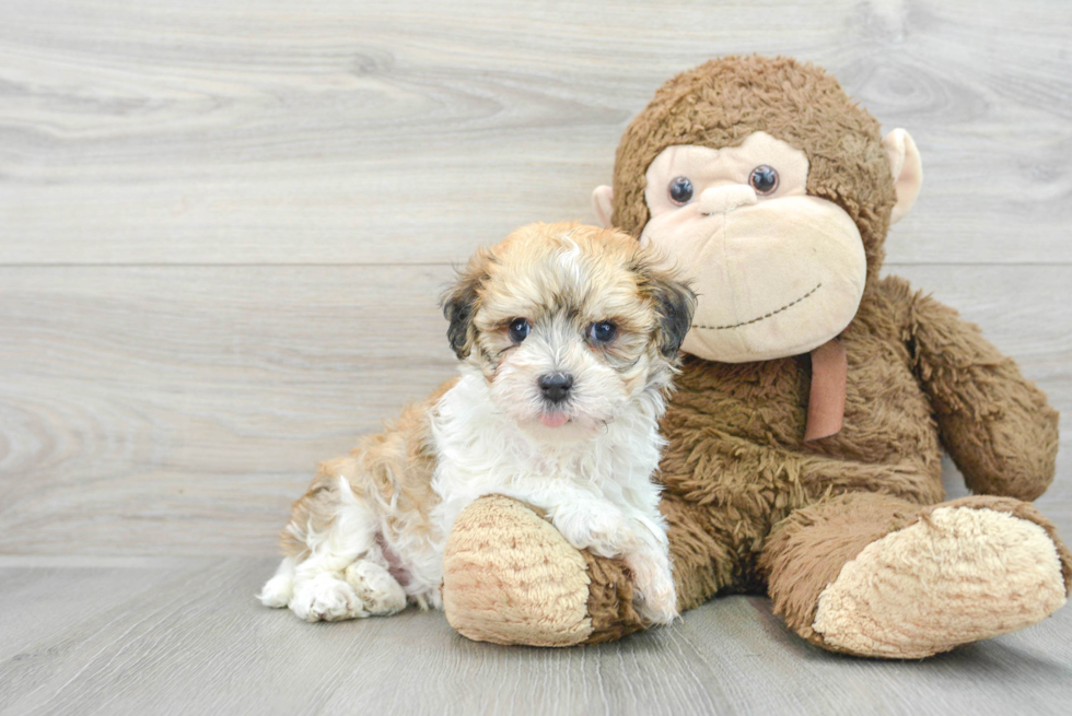 Best Havanese Baby