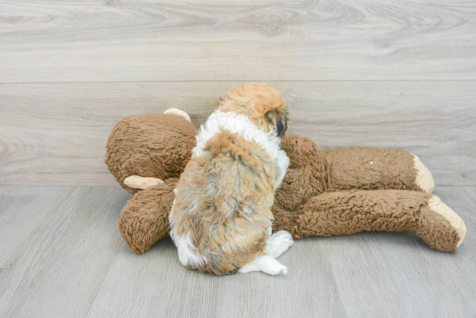 Friendly Havanese Purebred Pup