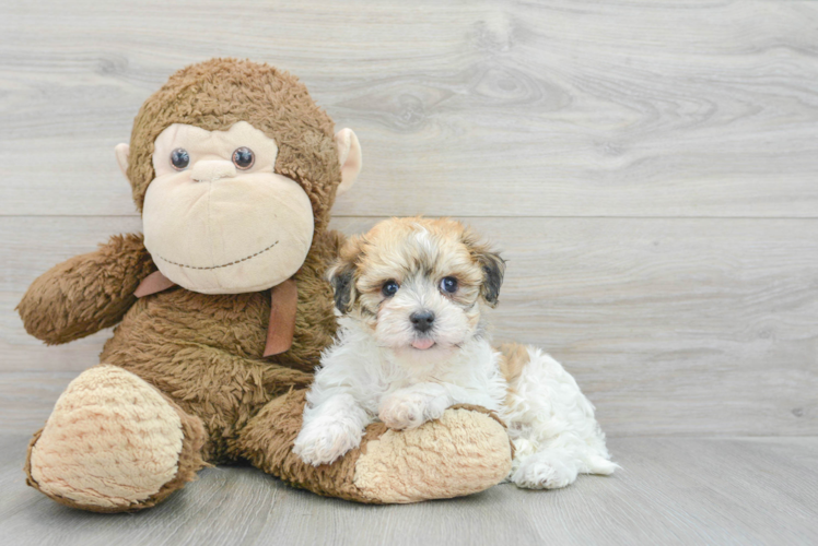 Havanese Puppy for Adoption