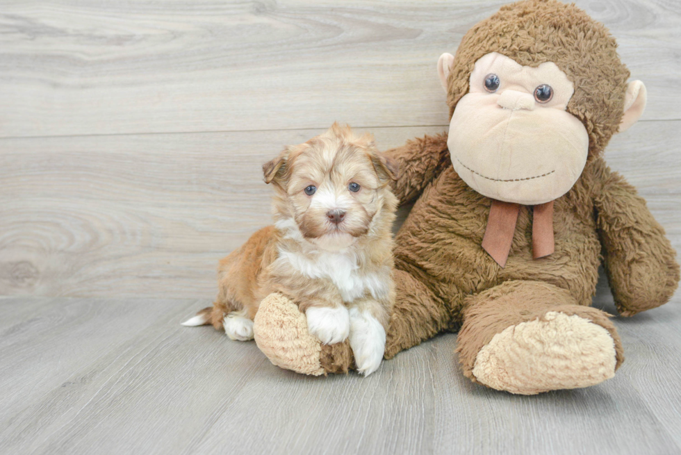 Small Havanese Purebred Pup