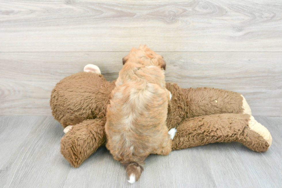 Friendly Havanese Baby