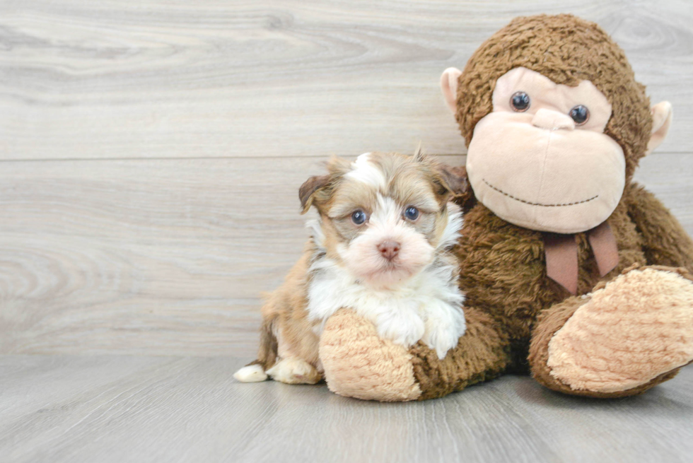 Funny Havanese Purebred Pup