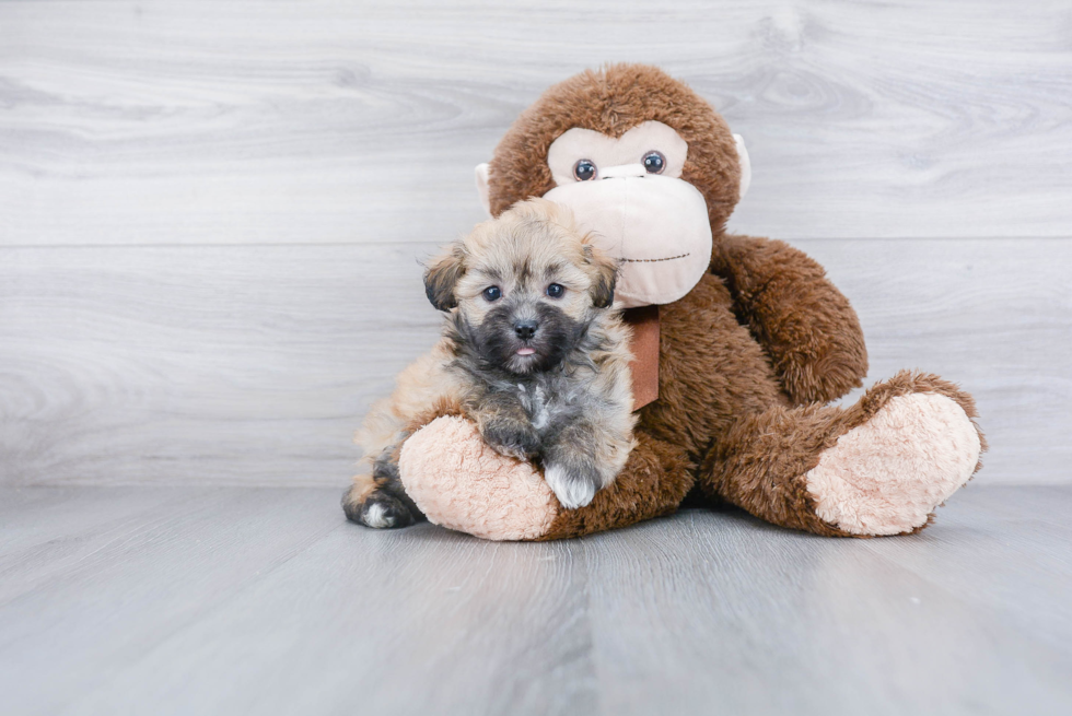 Small Havanese Purebred Pup