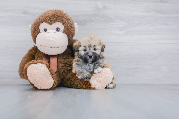 Little Havanese Purebred Pup