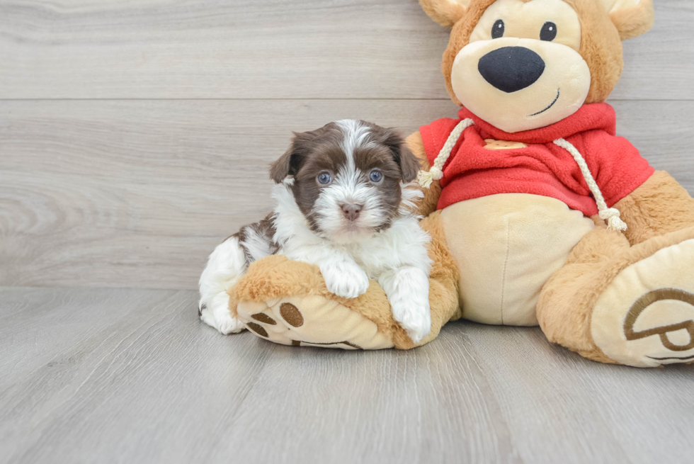 Havanese Puppy for Adoption