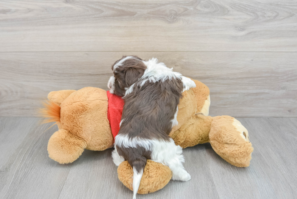 Funny Havanese Purebred Pup