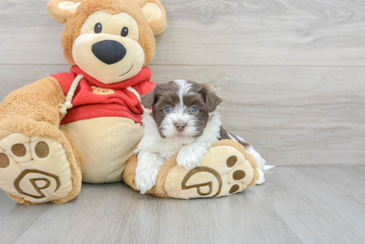 Playful Havanese Purebred Pup