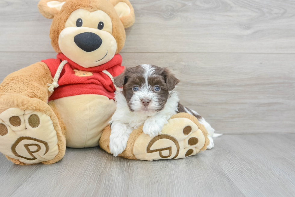 Playful Havanese Purebred Pup