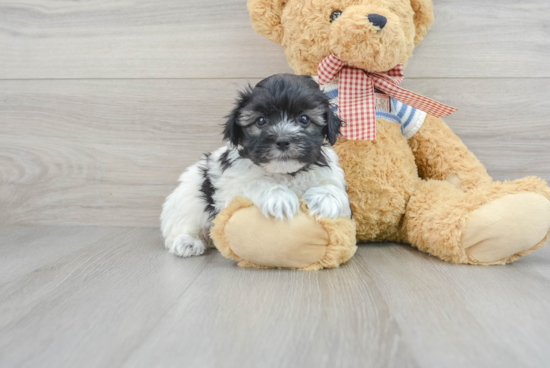 Petite Havanese Purebred Puppy