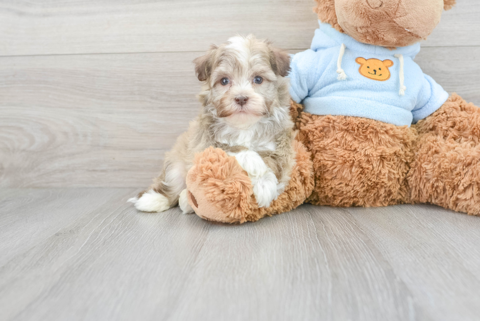 Popular Havanese Baby