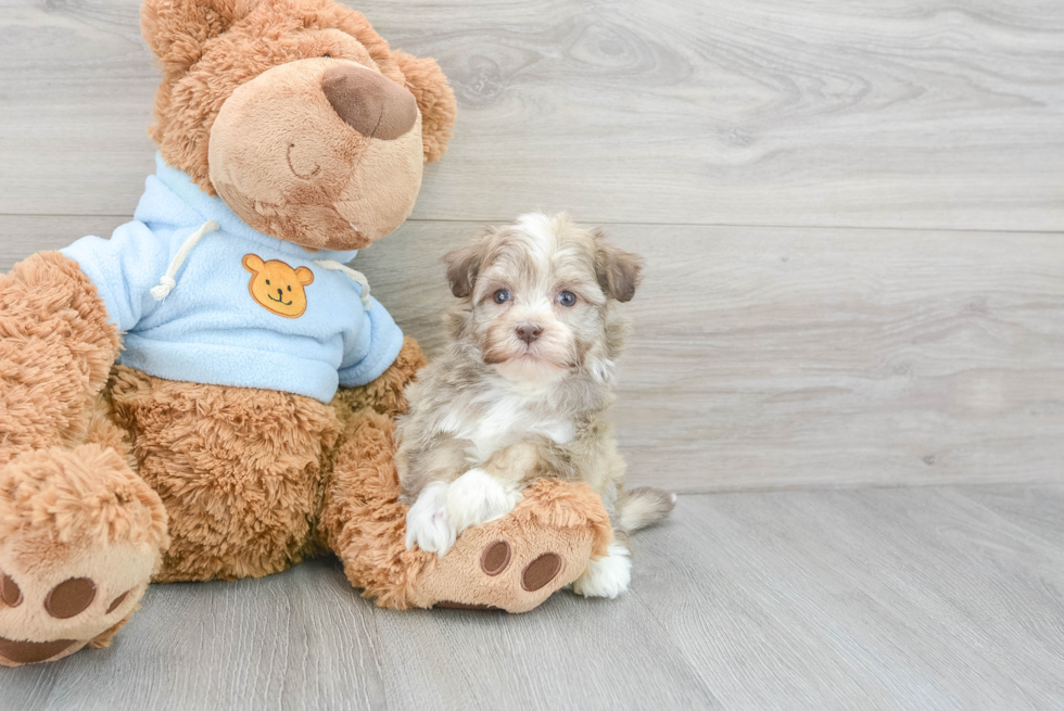 Small Havanese Purebred Pup