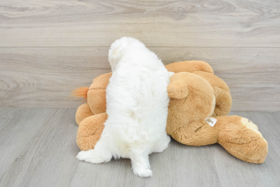 Havanese Pup Being Cute