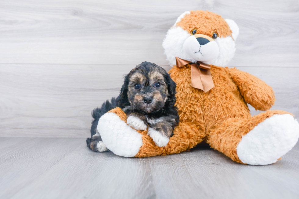 Best Havanese Baby