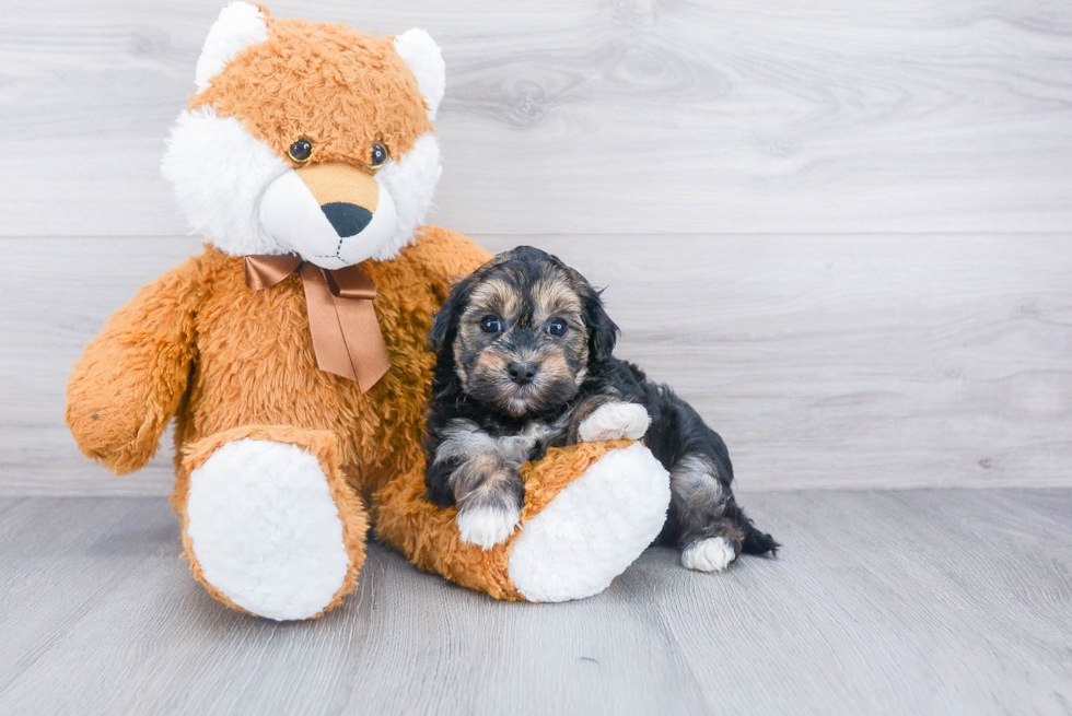 Akc Registered Havanese Baby