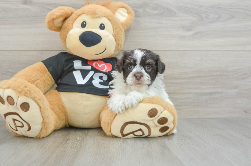 5 week old Havanese Puppy For Sale - Premier Pups