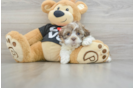 Playful Havanese Baby