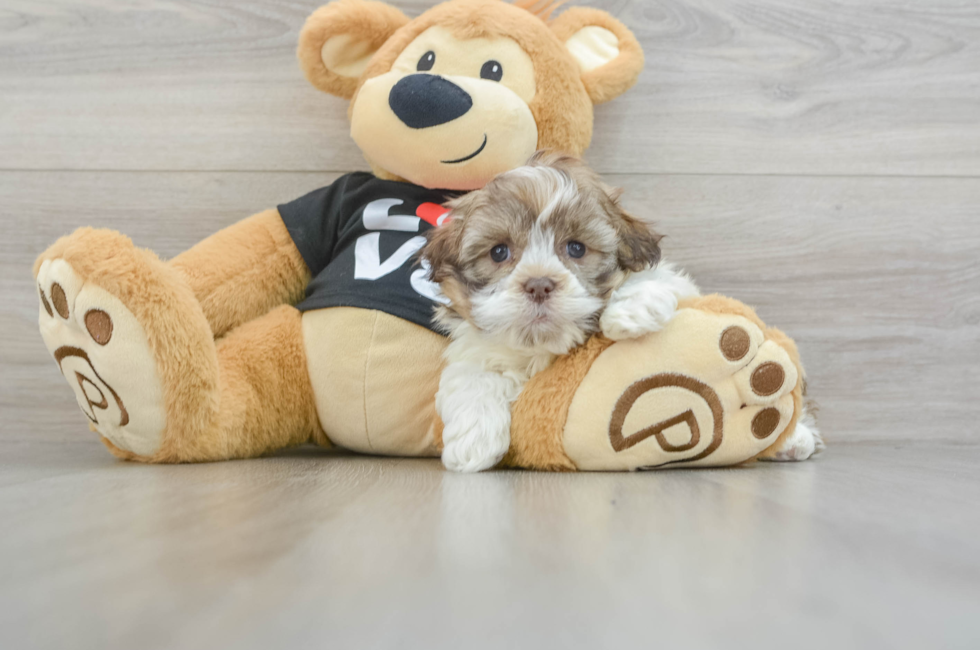 6 week old Havanese Puppy For Sale - Premier Pups