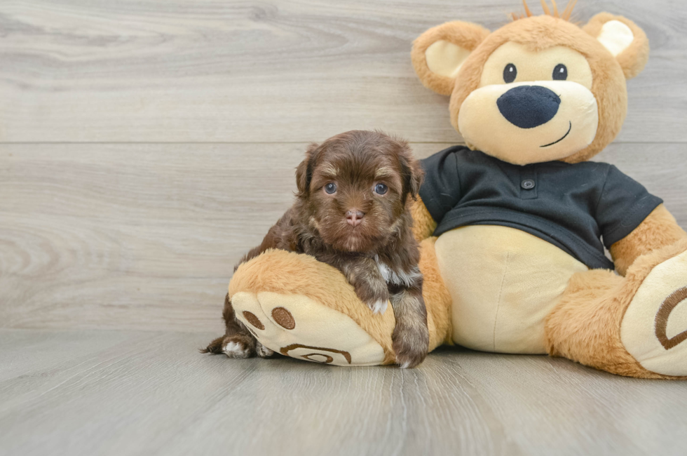 5 week old Havanese Puppy For Sale - Premier Pups