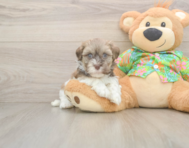 6 week old Havanese Puppy For Sale - Premier Pups