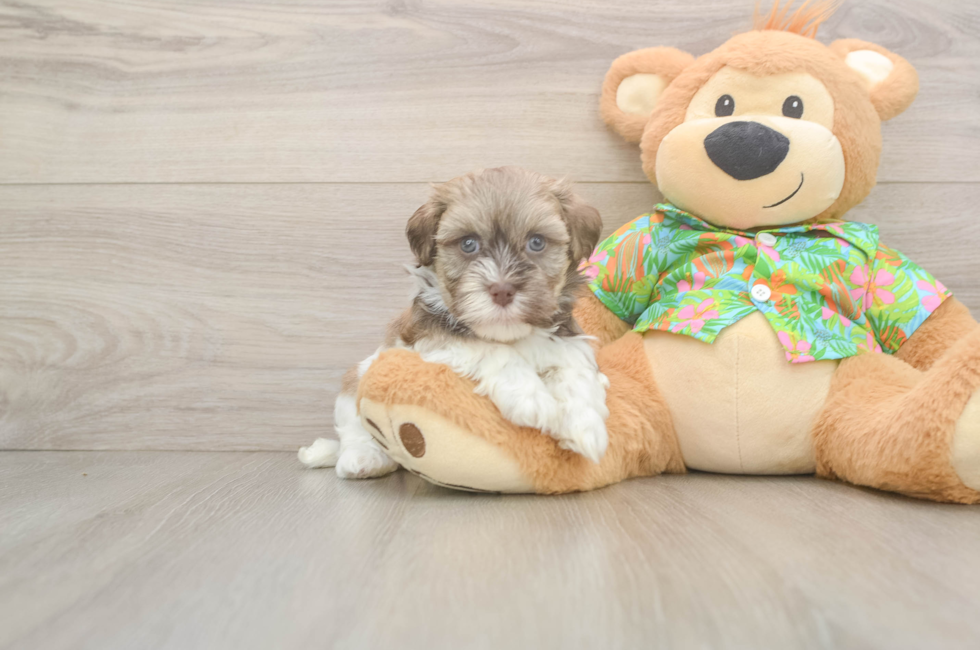 5 week old Havanese Puppy For Sale - Premier Pups