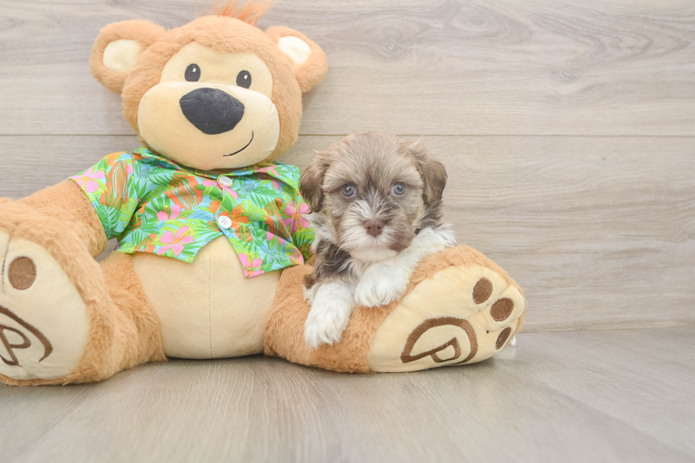 Popular Havanese Purebred Pup